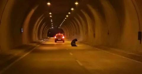 Tünelde ayı paniği: Otomobilin çarptığı yaralı ayı ortalığı birbirine kattı! 3